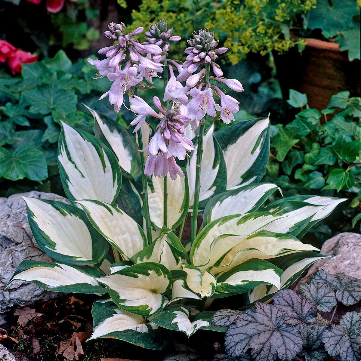 New Rare Multicolor Hosta Seed + 200 Grams