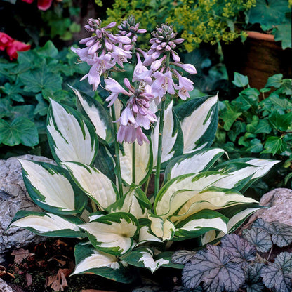 New Rare Multicolor Hosta Seed + 200 Grams