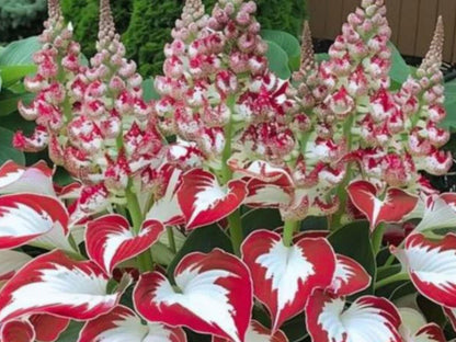 New Rare Multicolor Hosta Seed + 200 Grams